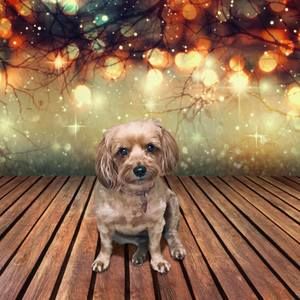 Meet your Posher, Sherry